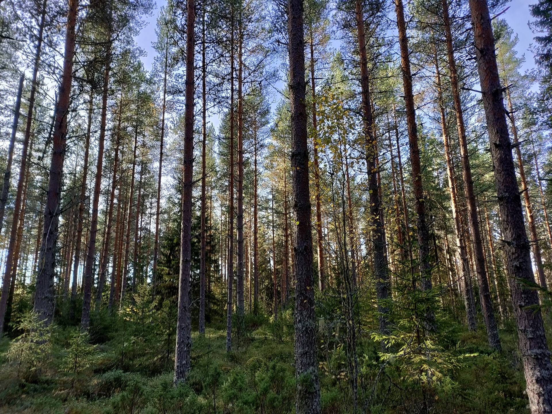 Kaunela 625-405-19-2 1