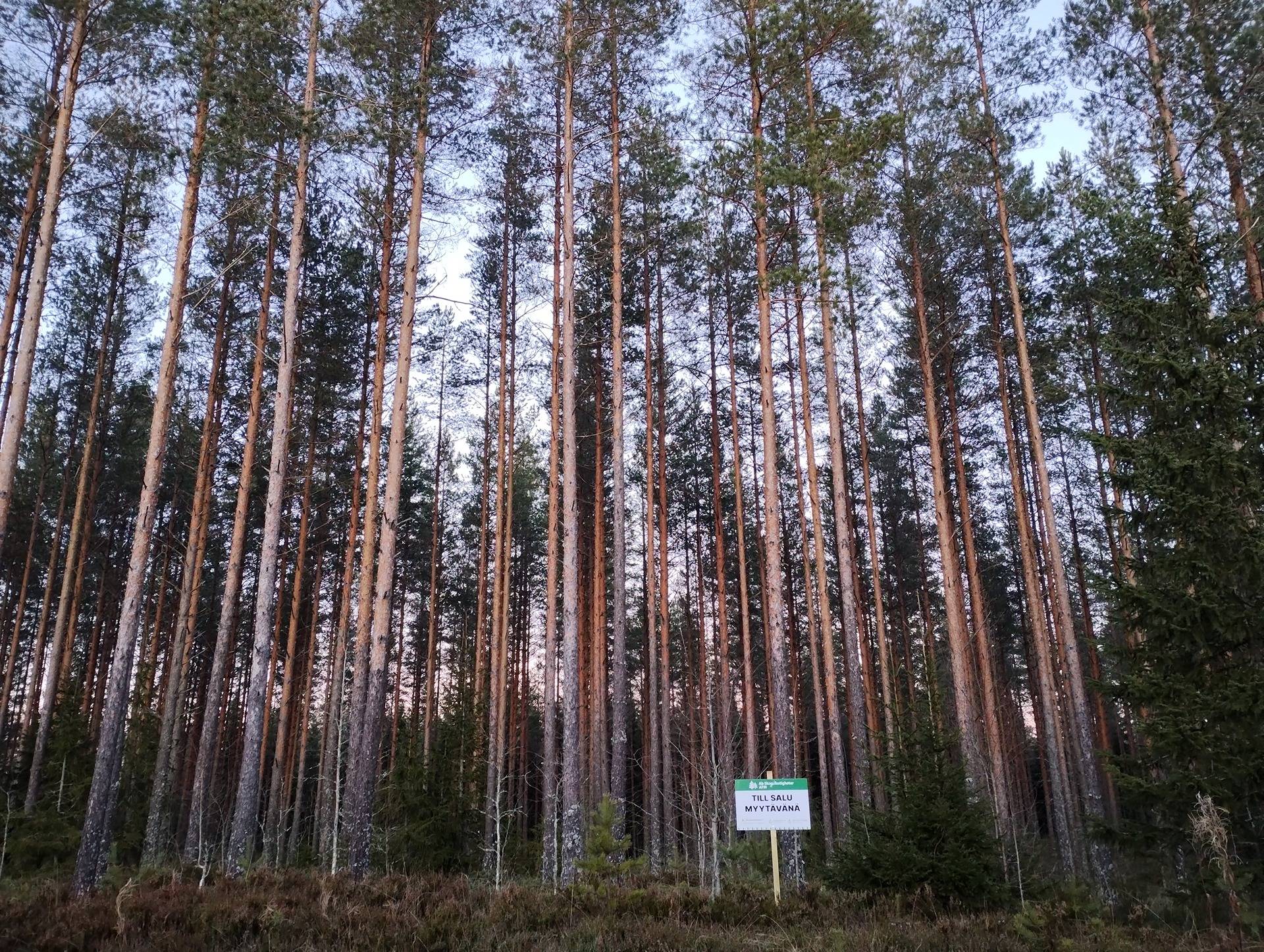 Gåsmossen 20:27, Överesse 1