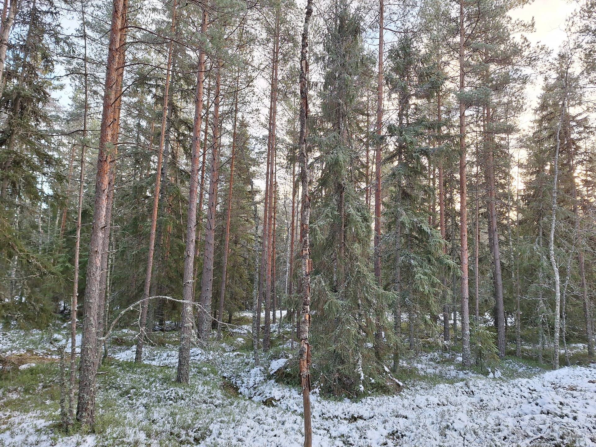 Peltoa ja metsää Kivelä 1-73, Takatalo 1-61 ja Matararo 1-26 1