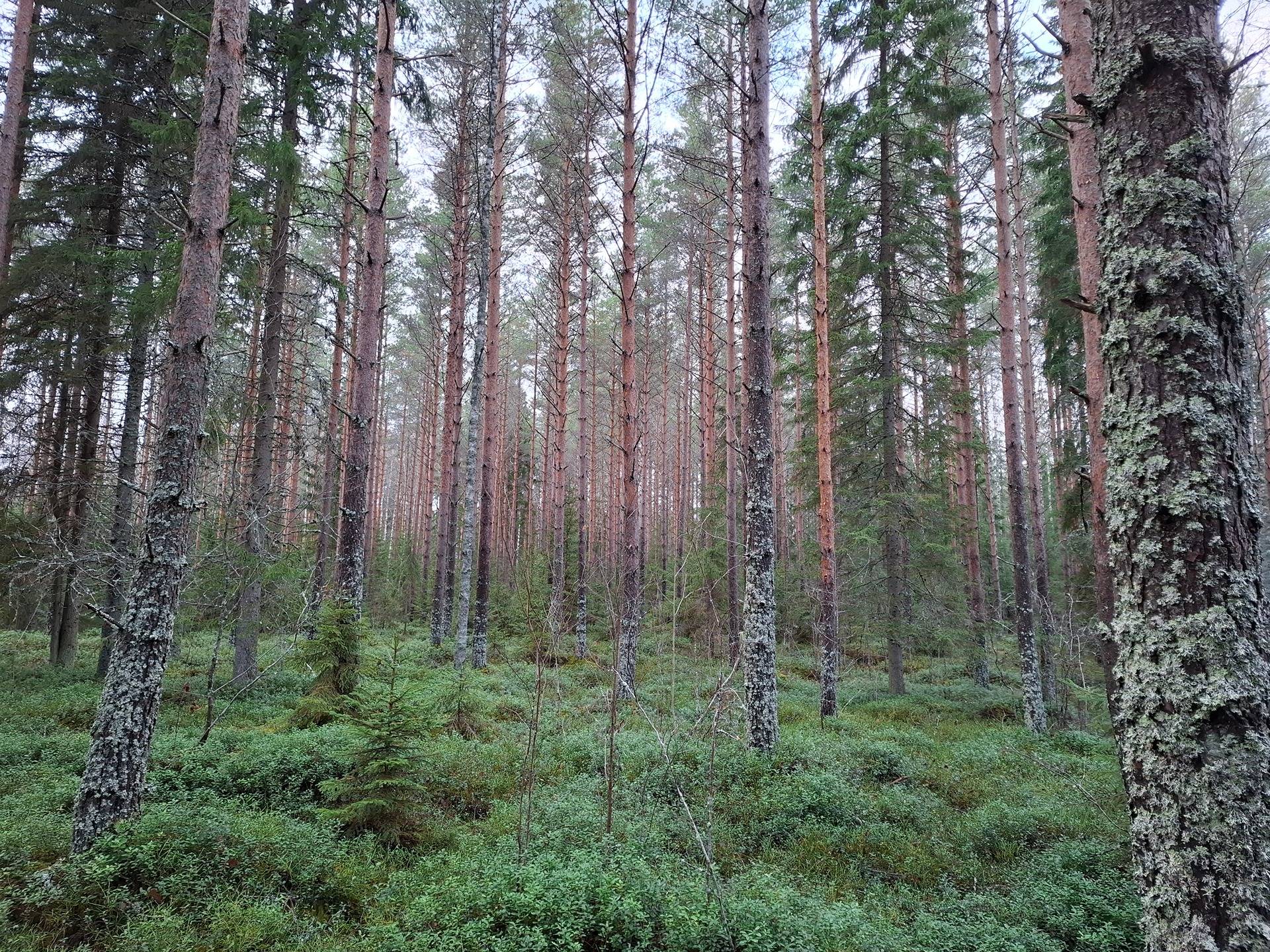 Kivistönkorpi 7:68 1