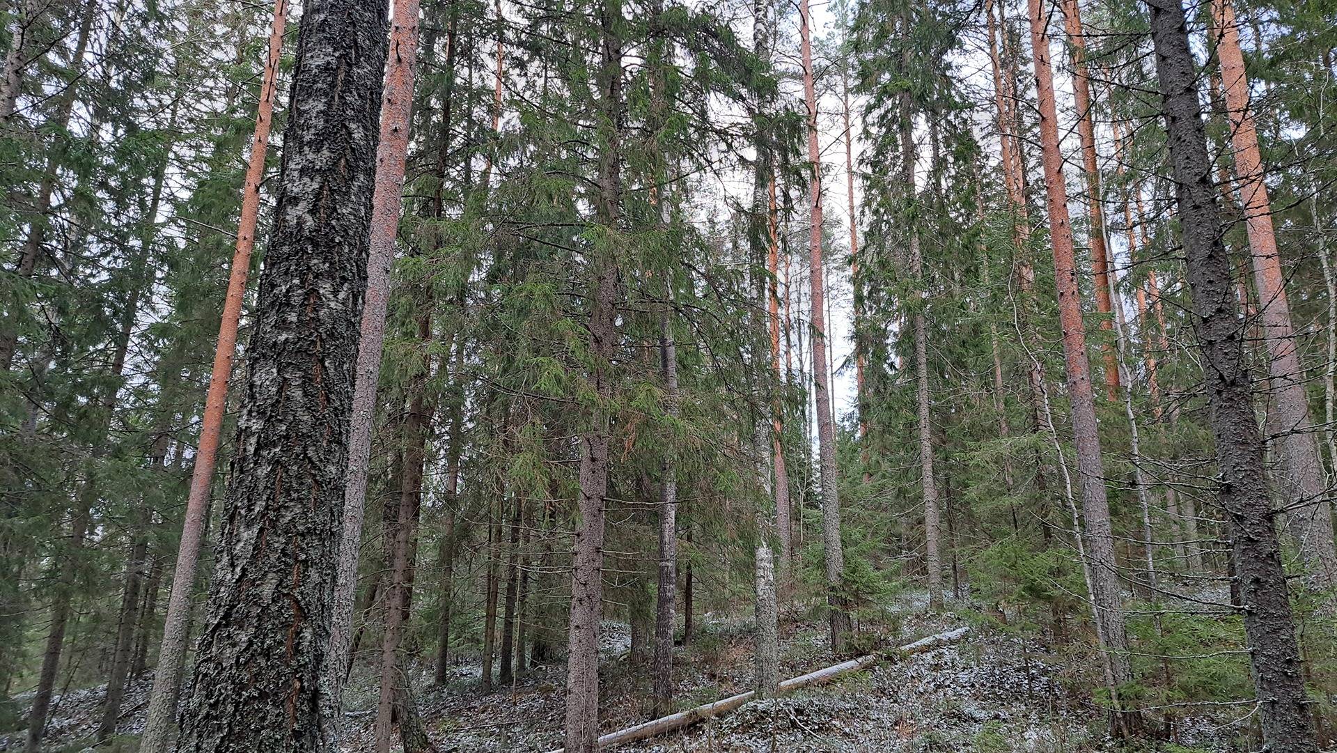 Kortemäki 740-569-7-82 määräala, Pajamäki 740-569-7-50 ja Rajapala 740-569-7-55 1