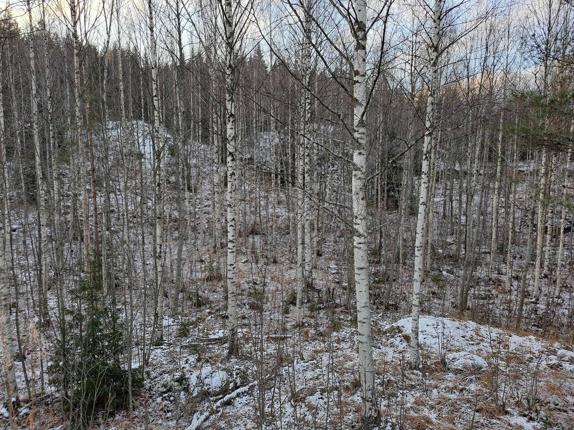 Päivärinne 286-469-5-112 1