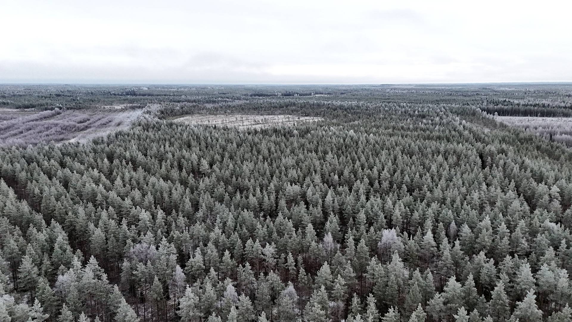 SORMULA 889-403-30-19 metsäkiinteistö 61,50 ha n. 16 km Utajärven kk:ltä. 1