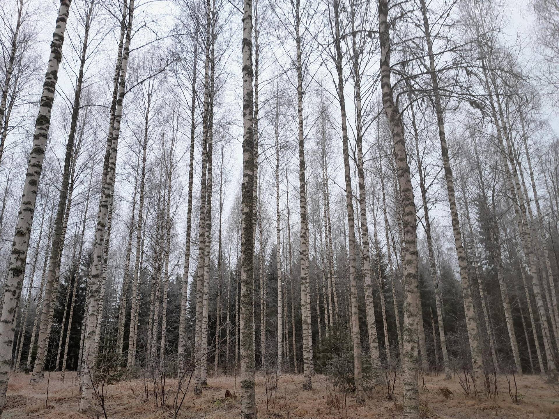 Tieaho 249-409-5-38, Tieaho II 249-409-5-39 ja Tieaho 495-406-3-17 1