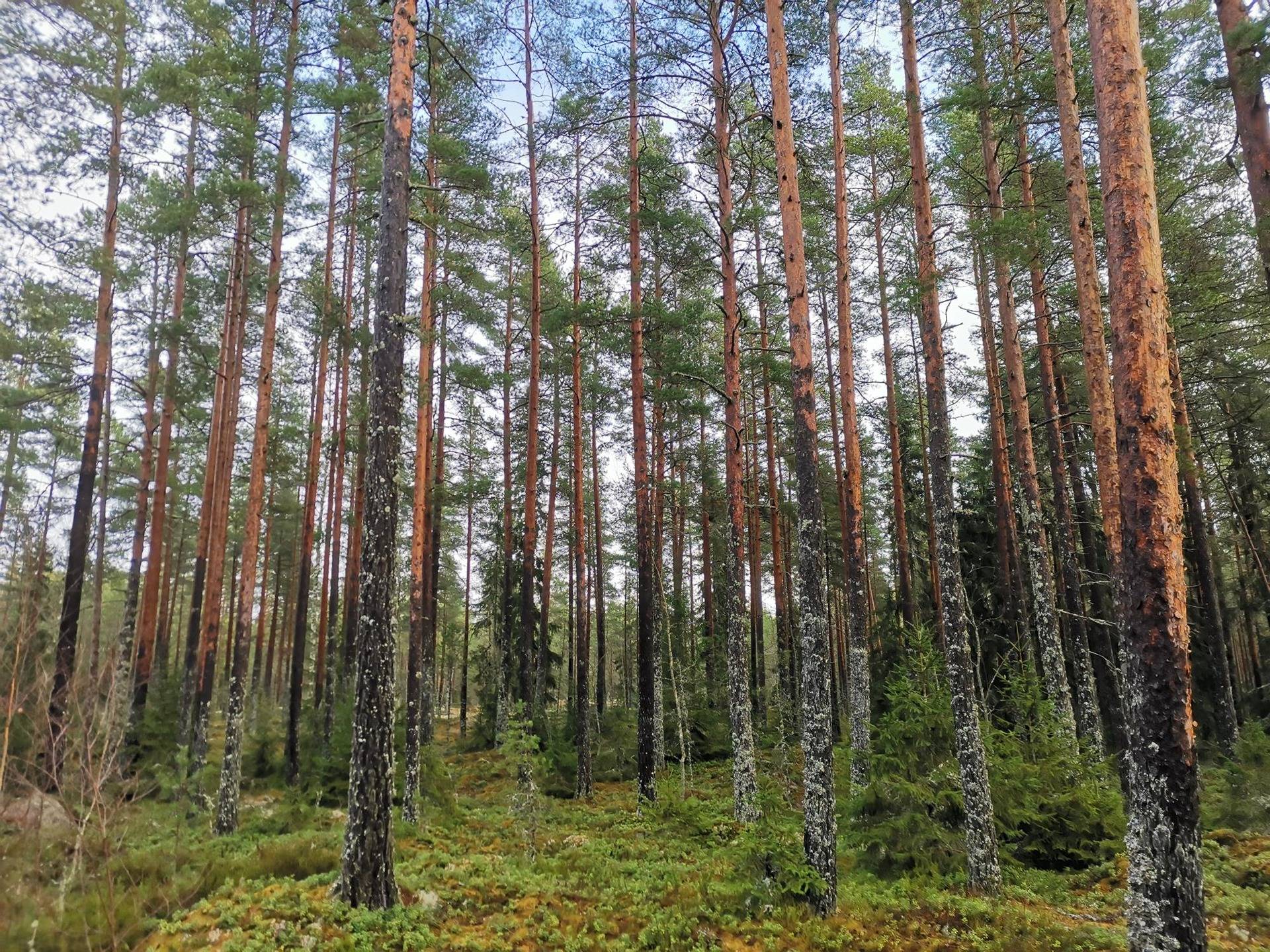 Metsätila: 7,596 ha; Moromäki; 50-424-1-189, Eura, Hinnerjoki. 1