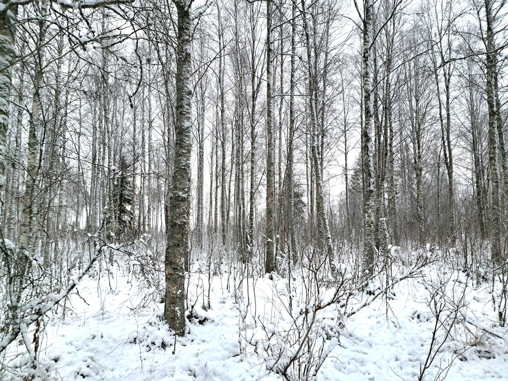 Rykypelto 791-435-22-14 1