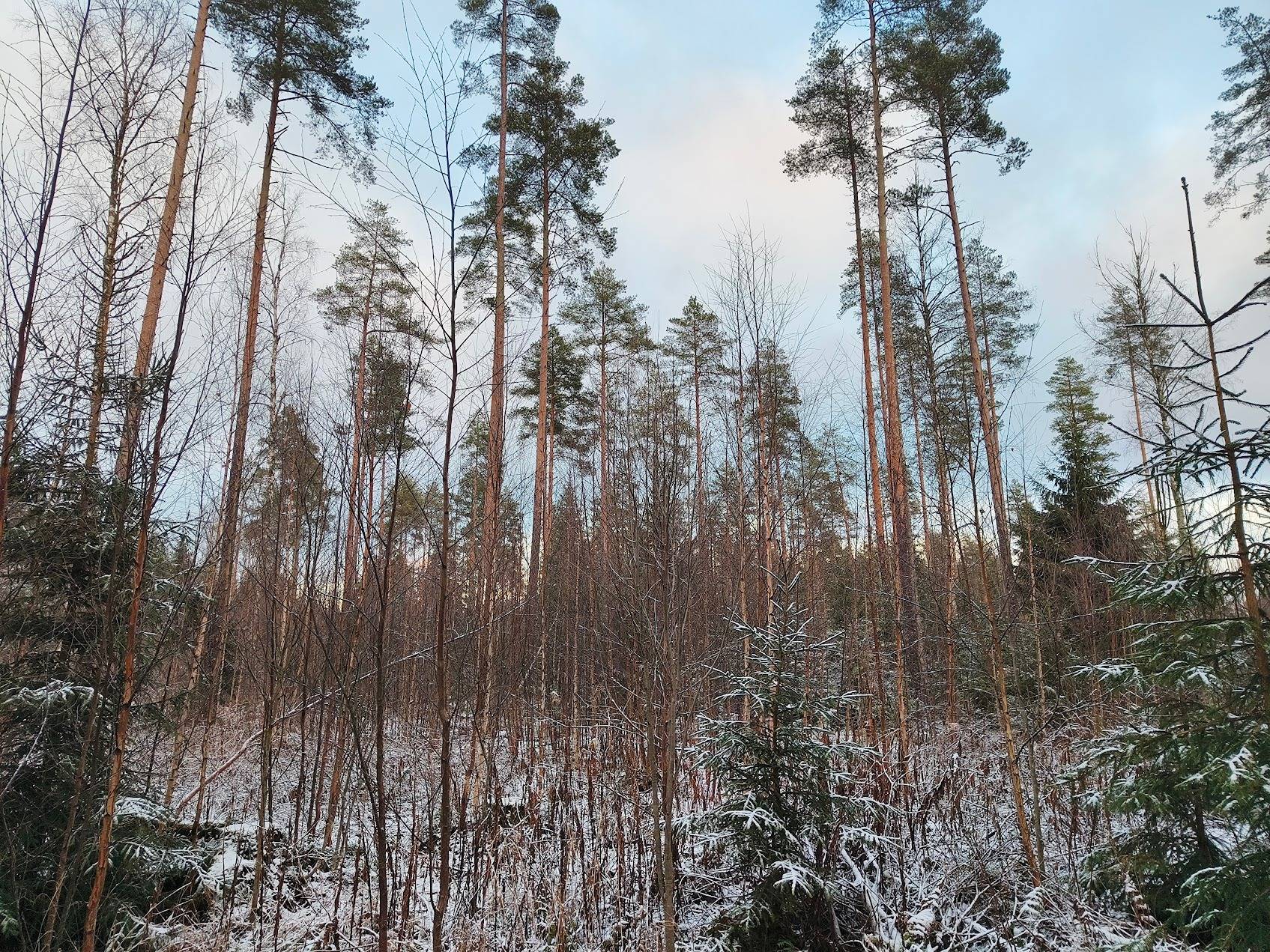 Lalvajärvenpalsta 489-407-3-100 1