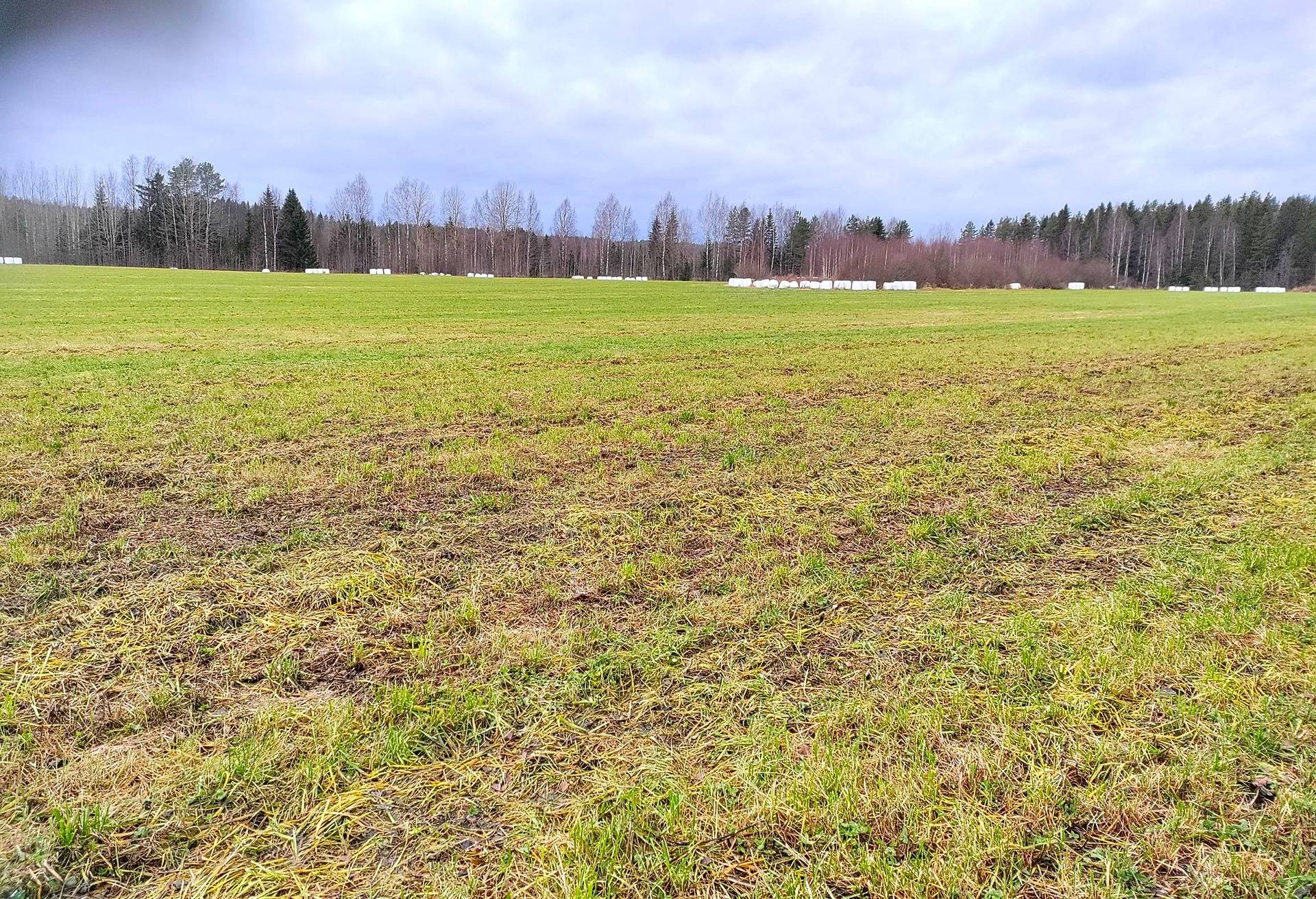 Metsää ja Peltoa Niinivedenpää 1