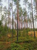 Metsätila: 13,066 ha; Kotometsä; 50-423-1-140, Eura, Salajärventie. 1