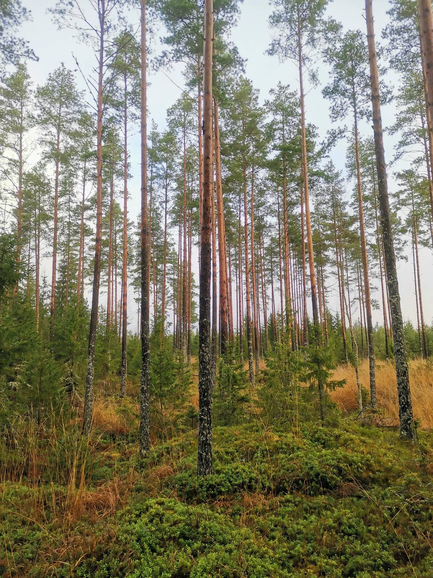 Metsätila: 13,066 ha; Kotometsä; 50-423-1-140, Eura, Salajärventie. 1