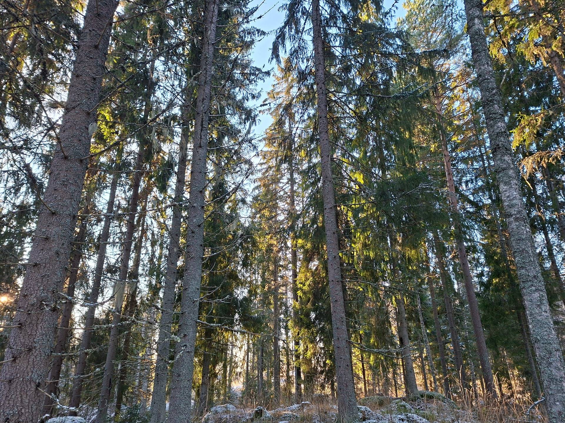 Ranta-Annila 4:184 1