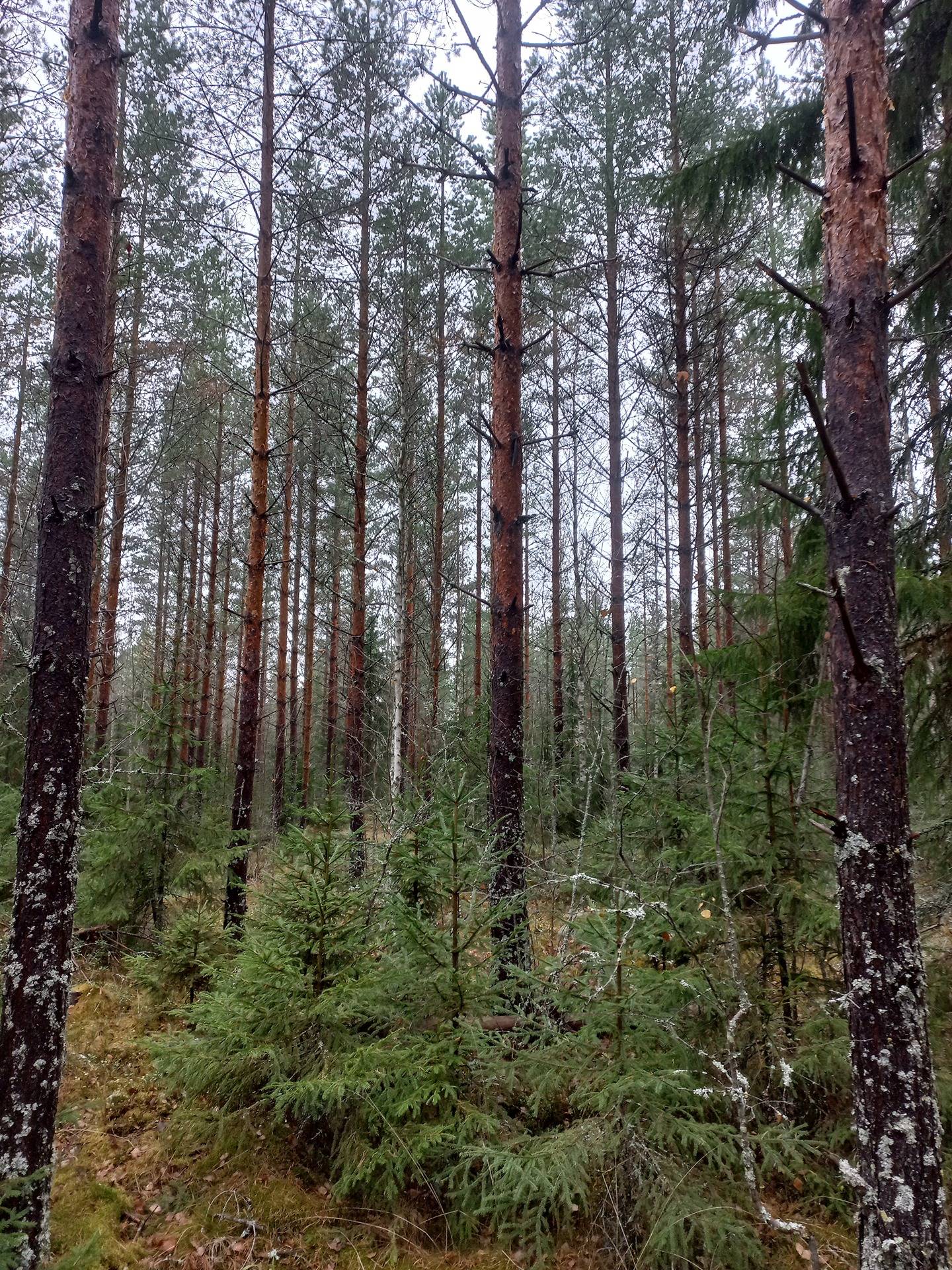 Kurikka Sepänvuori 301-411-1-51 1