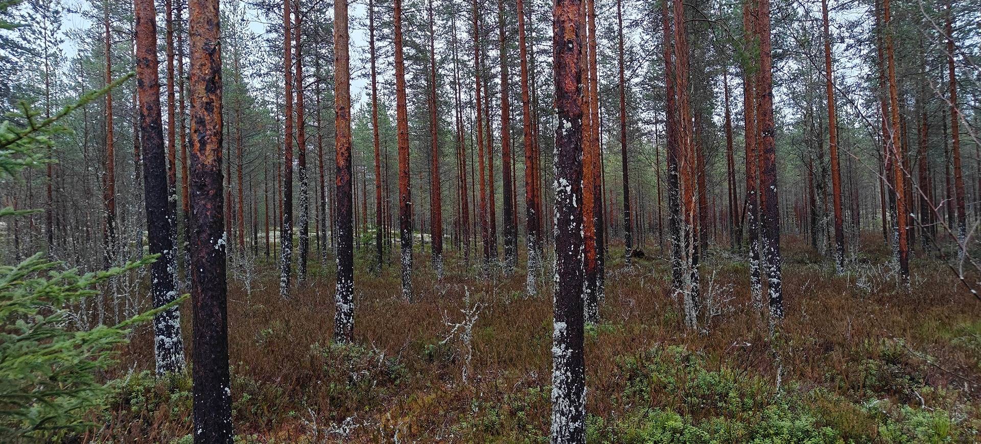 Virrat, MANSIKKAMÄKI 936-406-114-0 1