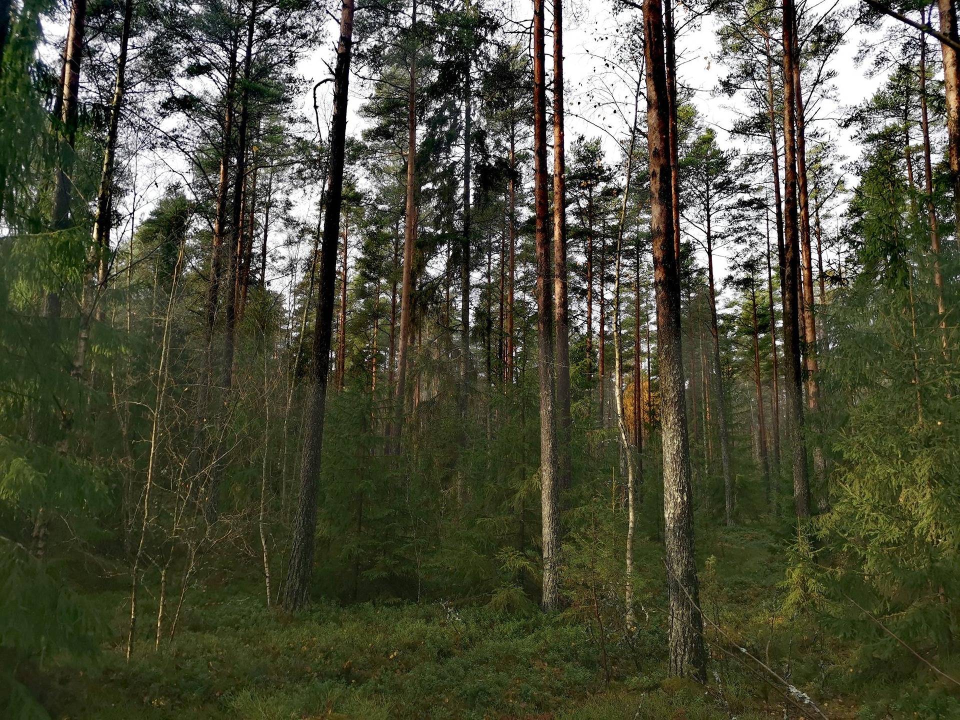 Metsätila (Määräala), noin 12,8 ha, Simola; 918-460-1-12, Vehmaa, Uhluntie. 1