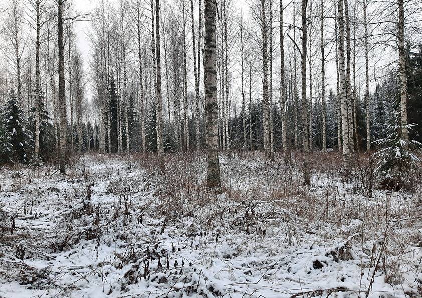 Pajapelto 2:27 (420-407-2-27) ja Suopelto 2:21 (420-407-2-21) 1