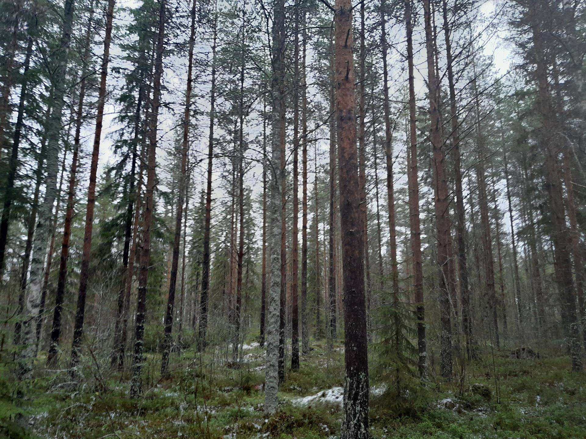 Kesäranta 729-413-11-3 1