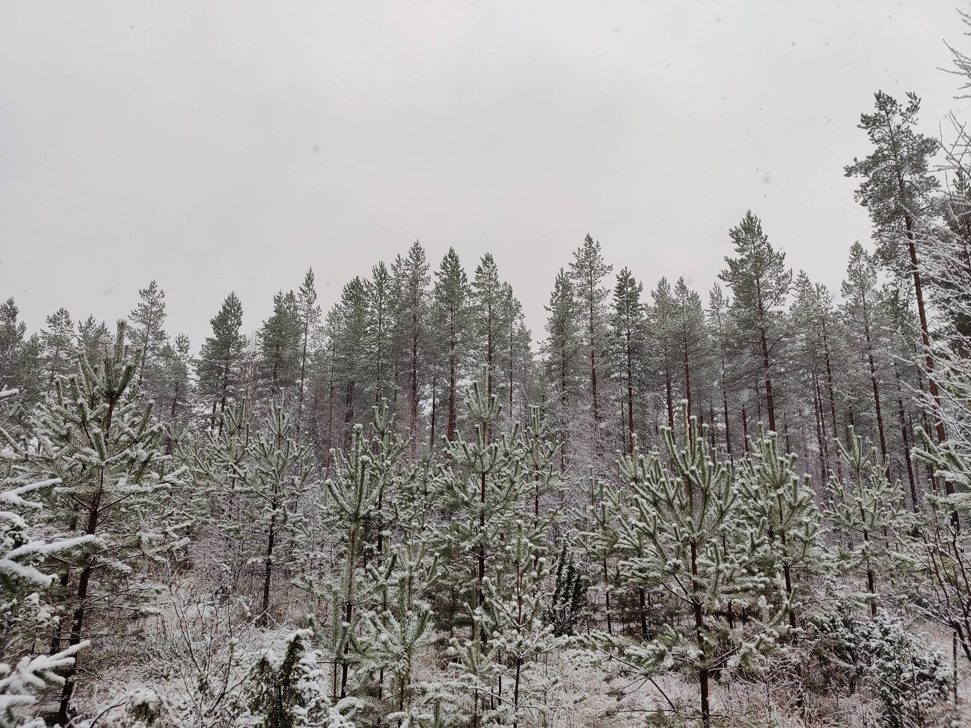 Mehtälä 9-401-14-16 1