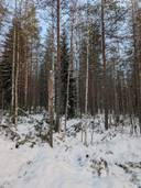 Erola 290-412-1-11, Kortelahti 290-405-19-15 ja metsämääräala kiinteistöstä Oksala 290-405-19-14 1