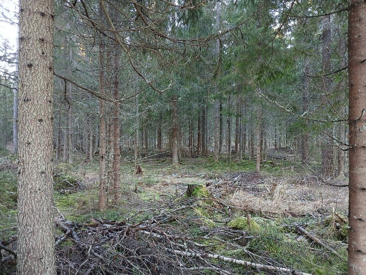 Raitala 4:4 määräala, Hämeenlinna 1