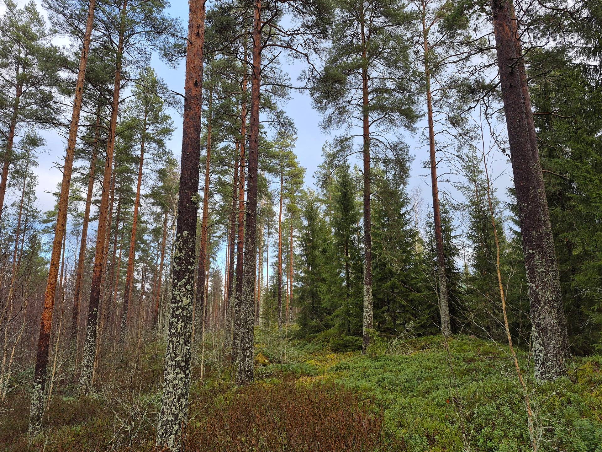 Metsätila Jämijärvellä, Hirvensalo 1