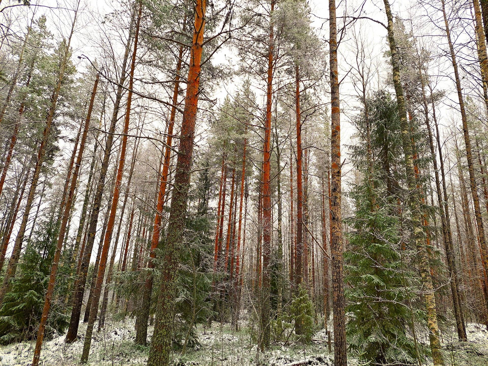Halsua Kanala LISÄ-KANGAS 252:1 metsätila 18,68 ha 1