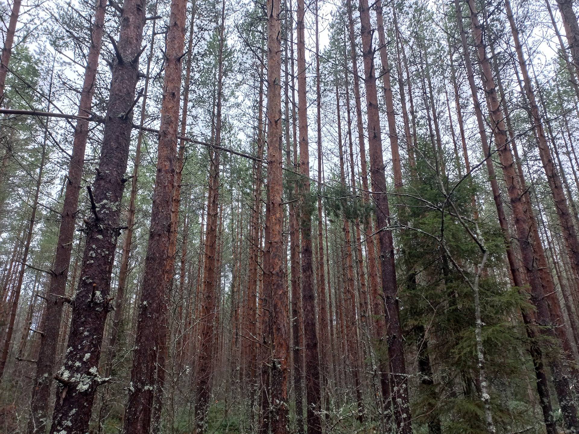 Kurikka Kuru 301-408-7-205 ja Ullakko 301-408-7-63 1