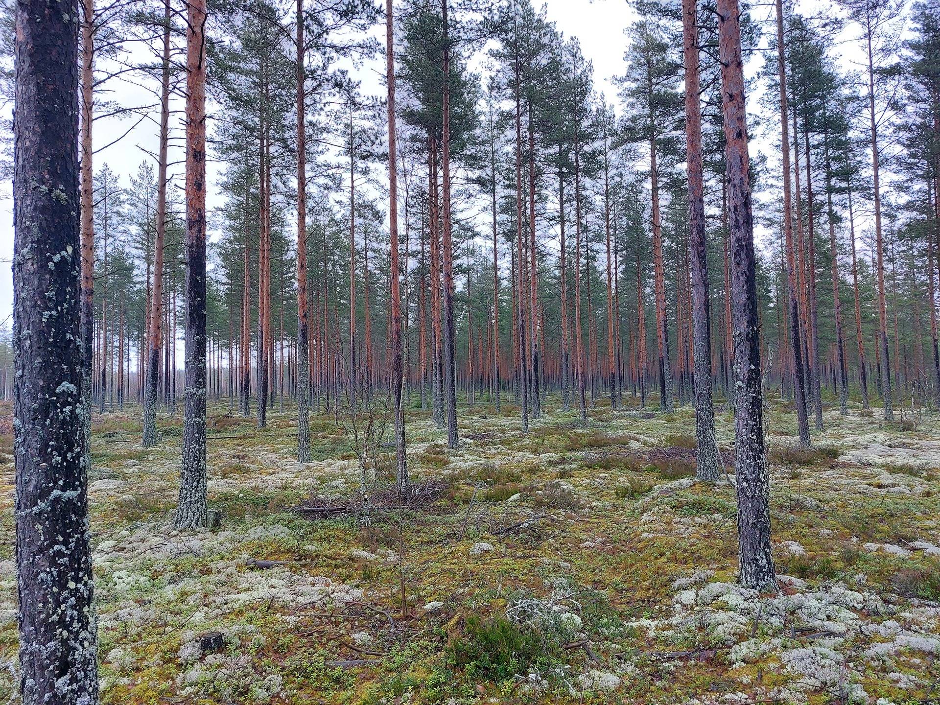 Myrskylä 700-401-2-23, määräala 1