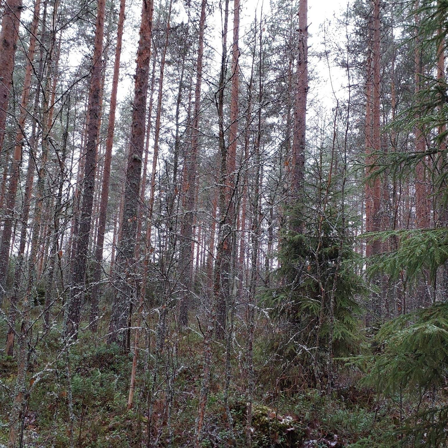 Jalasjärvi Venesmäki 164-404-9-55 1