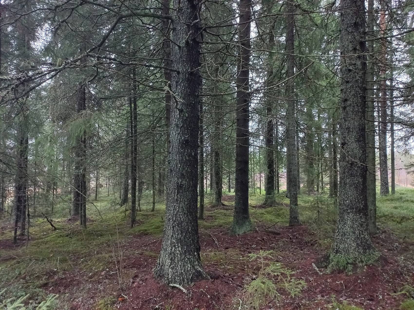 Kotimäki, Kirveskylä 1