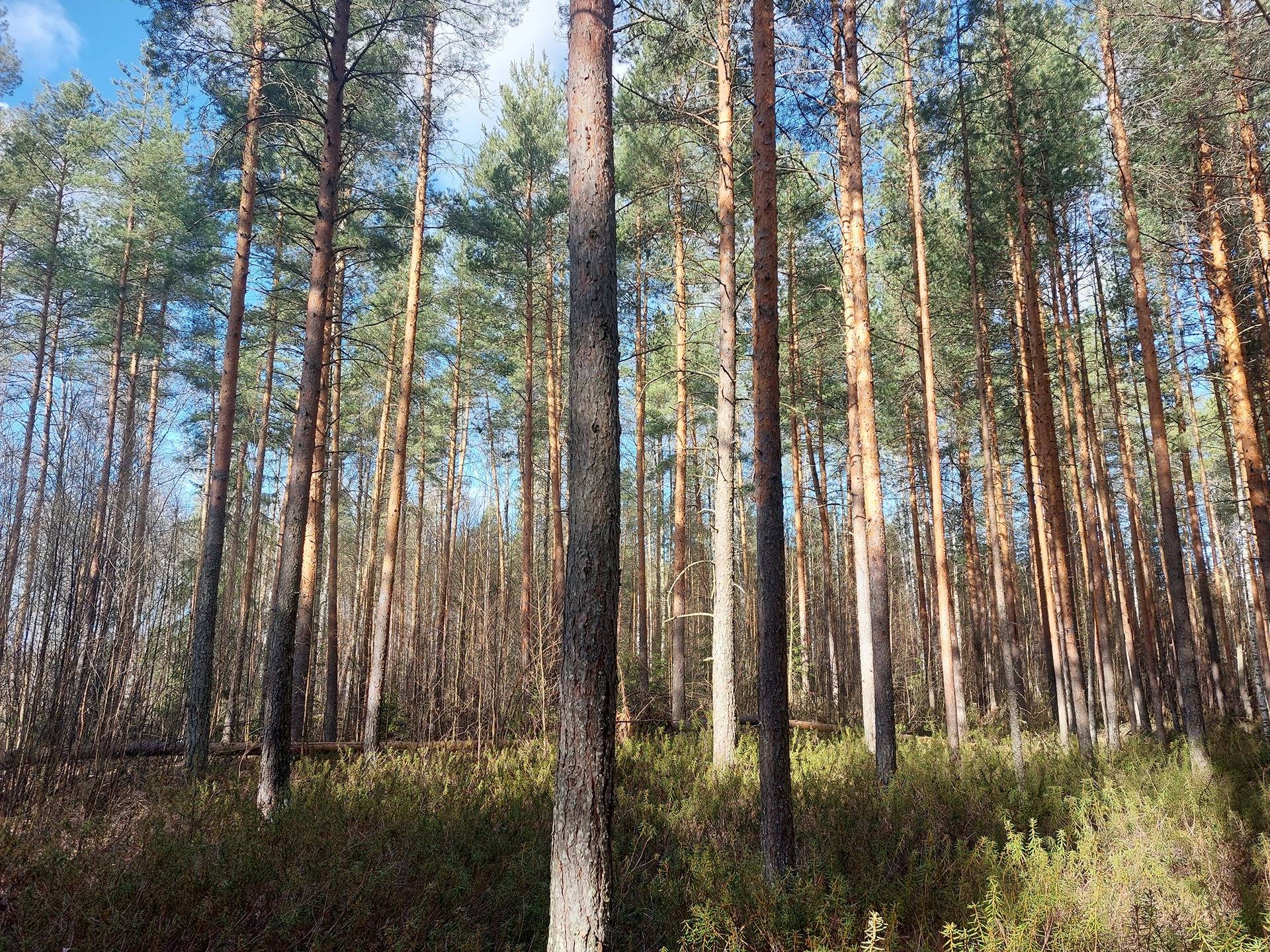 Suoranta 405-532-8-1 ja Kodinaho 405-532-11-1 1