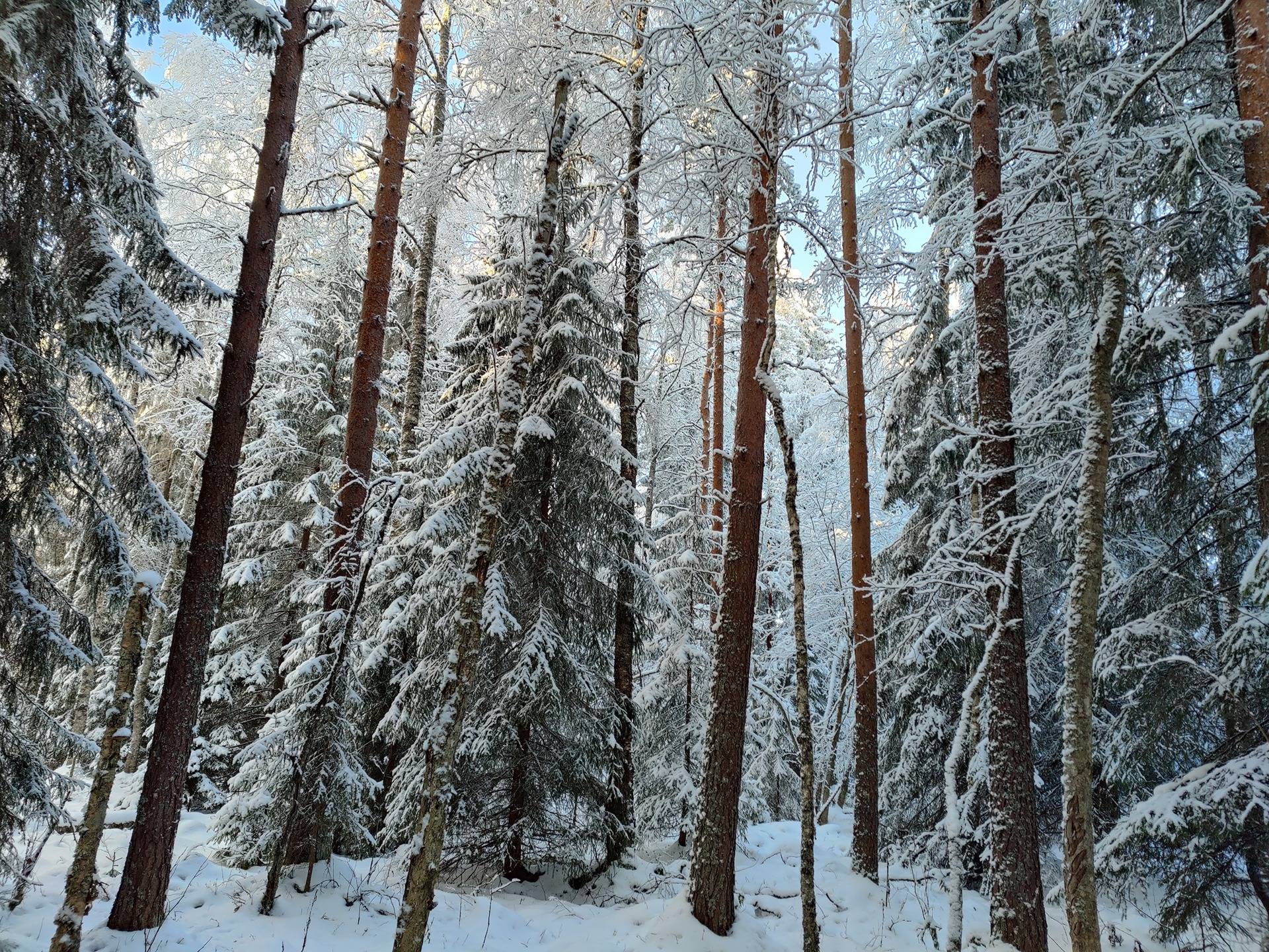 KIVIAHO 977-405-11-102, Määräala, Jukola 1