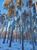 Parkano Metsäluoma 581-407-122-0 1