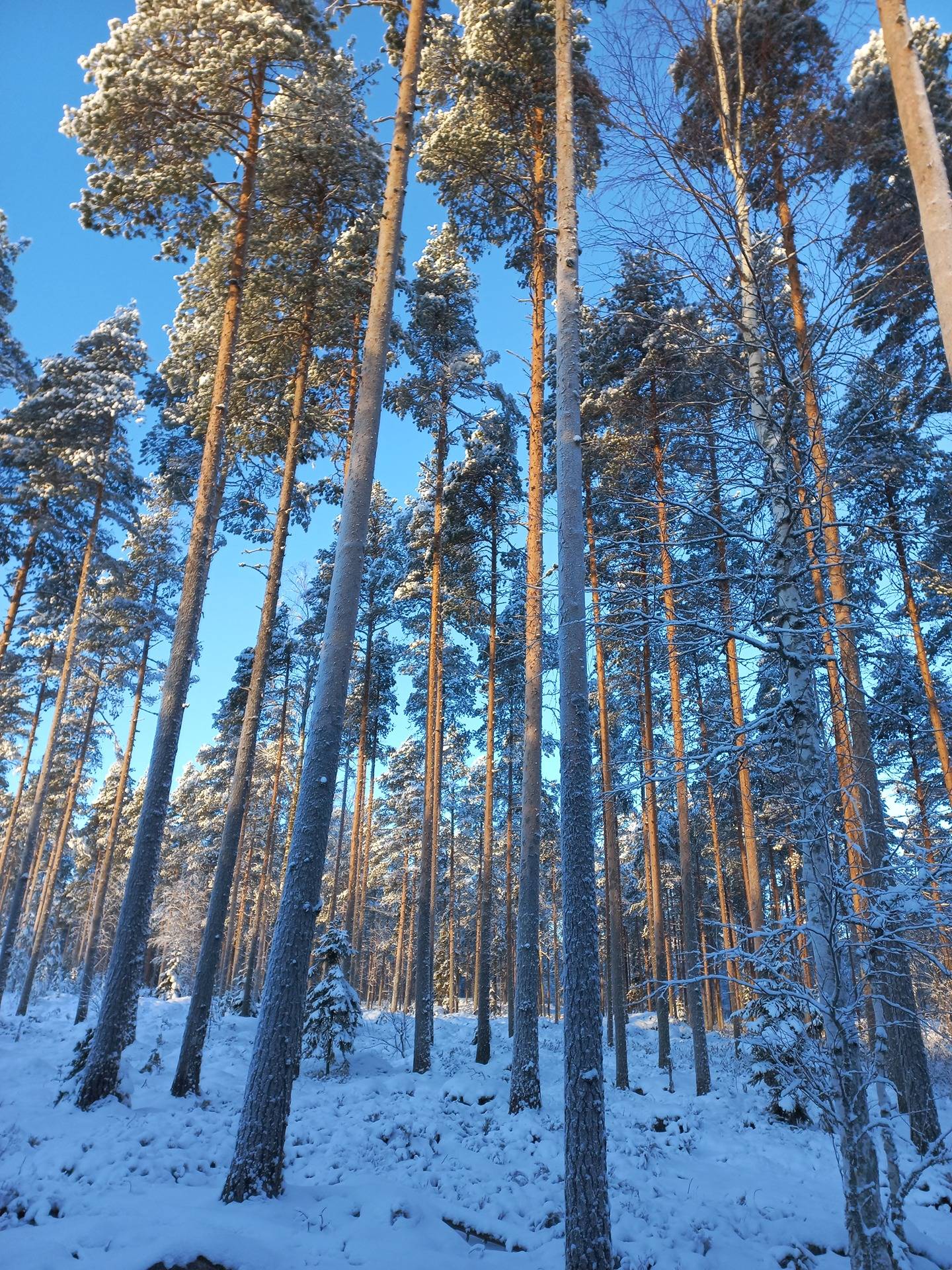 Parkano Metsäluoma 581-407-122-0 1