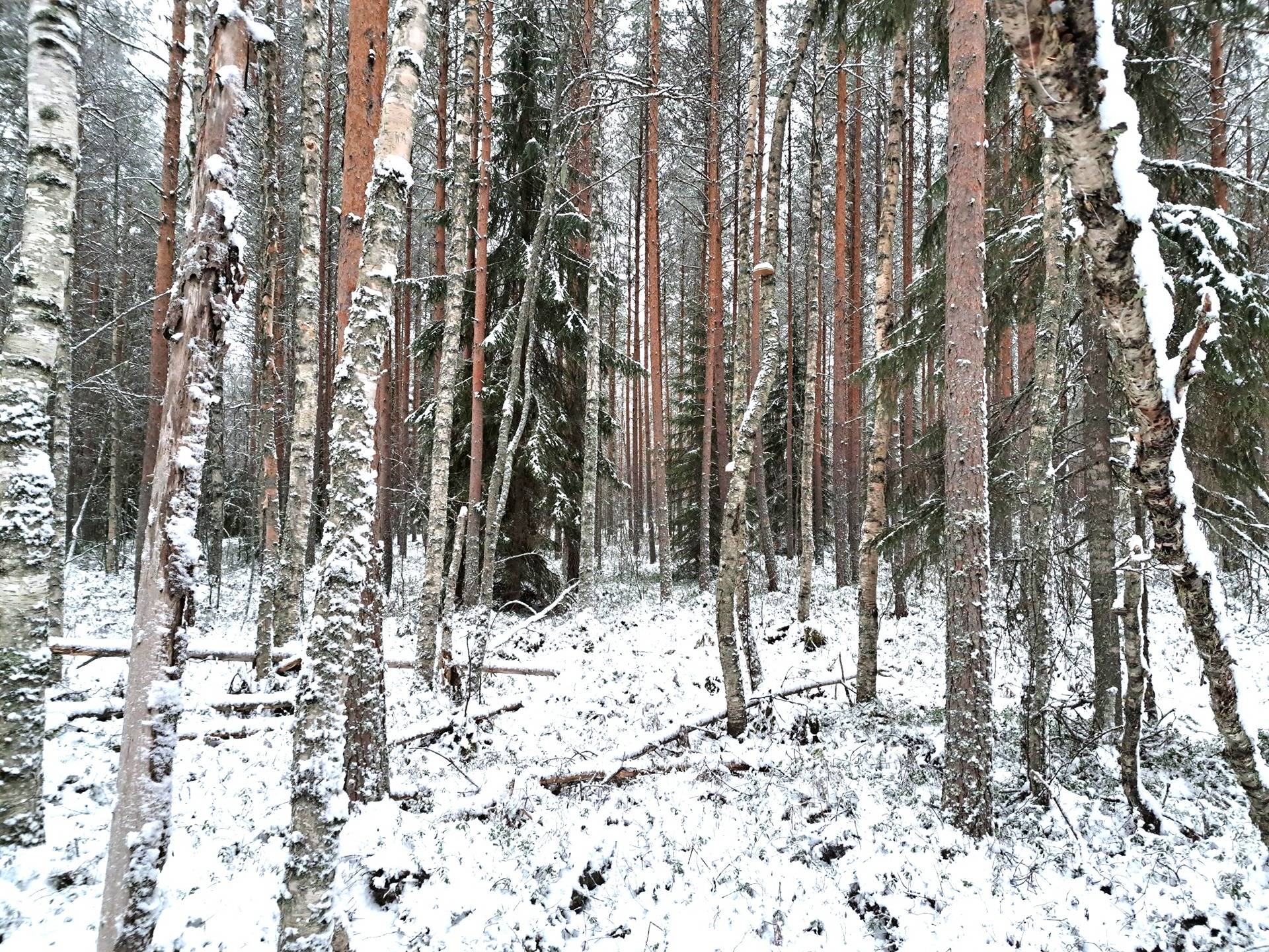 Tuhkaniemi 791-435-1-1 1