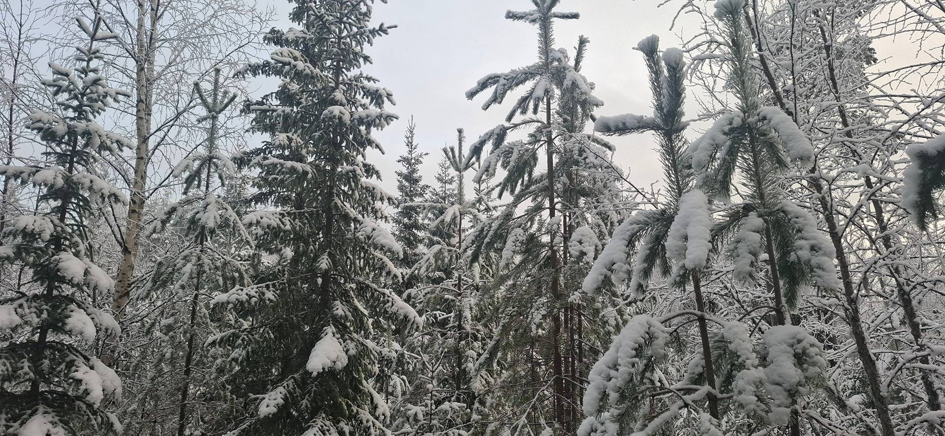 541-416-15-52 LOUHIPURO, Saramo 1