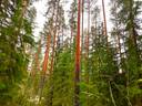 Kauhava PAPINMÄKI 4:93 metsätila 5,807 ha 1