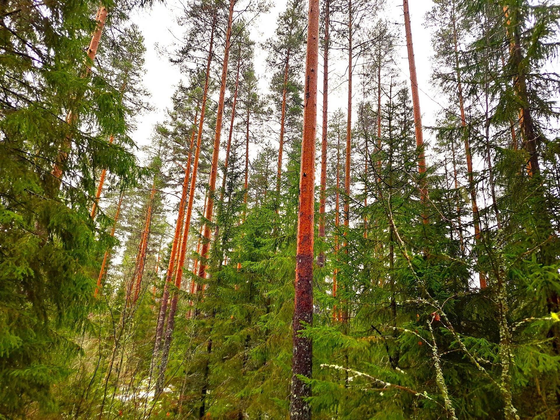 Kauhava PAPINMÄKI 4:93 metsätila 5,807 ha 1