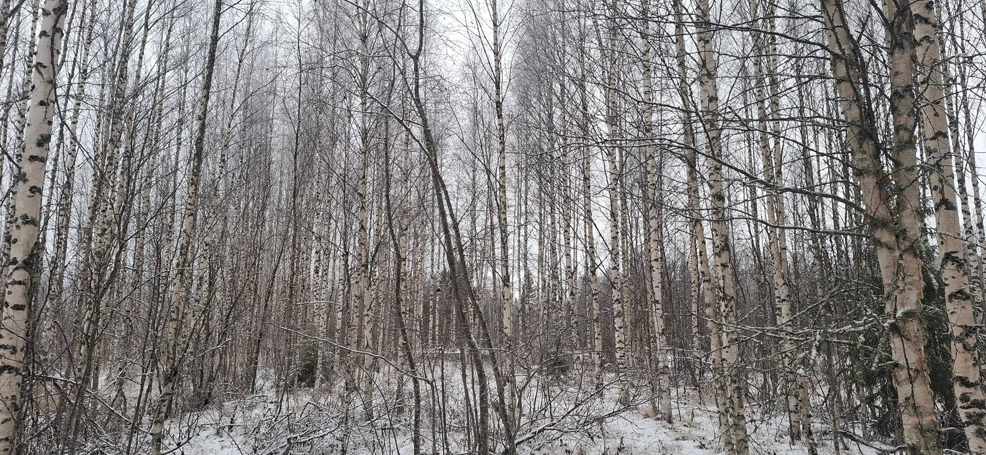 541-416-20-21 SIKONIEMI, Saramo 1