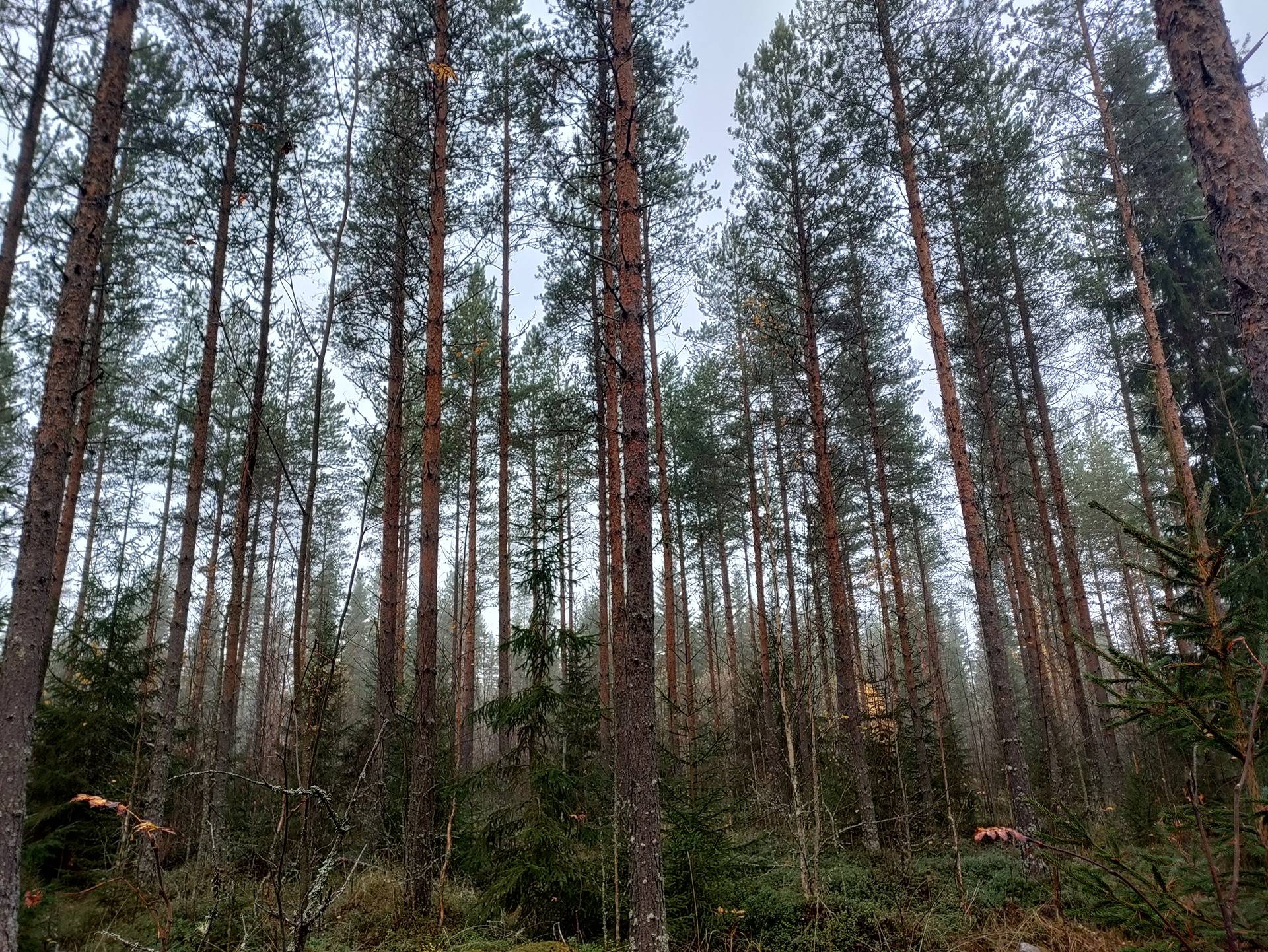 Vanha-Palomäki 563-403-1-143 1