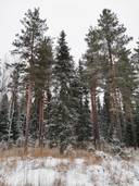 Metsätila: 20,52 ha; Koivuhaka; 50-418-6-64, Eura, Toramuksen metsätie. 1