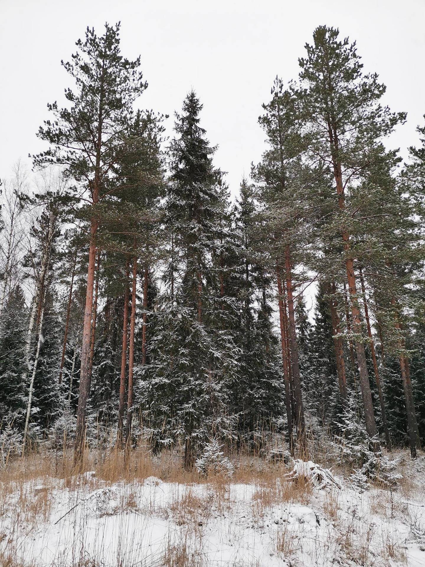Metsätila: 20,52 ha; Koivuhaka; 50-418-6-64, Eura, Toramuksen metsätie. 1