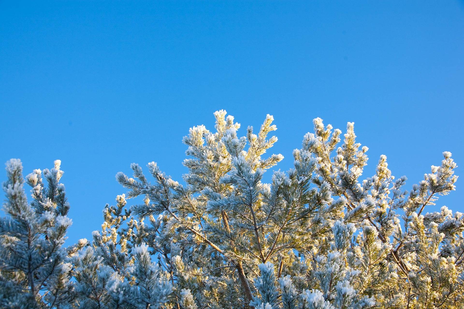 Trippan 8:235, Gerby 1