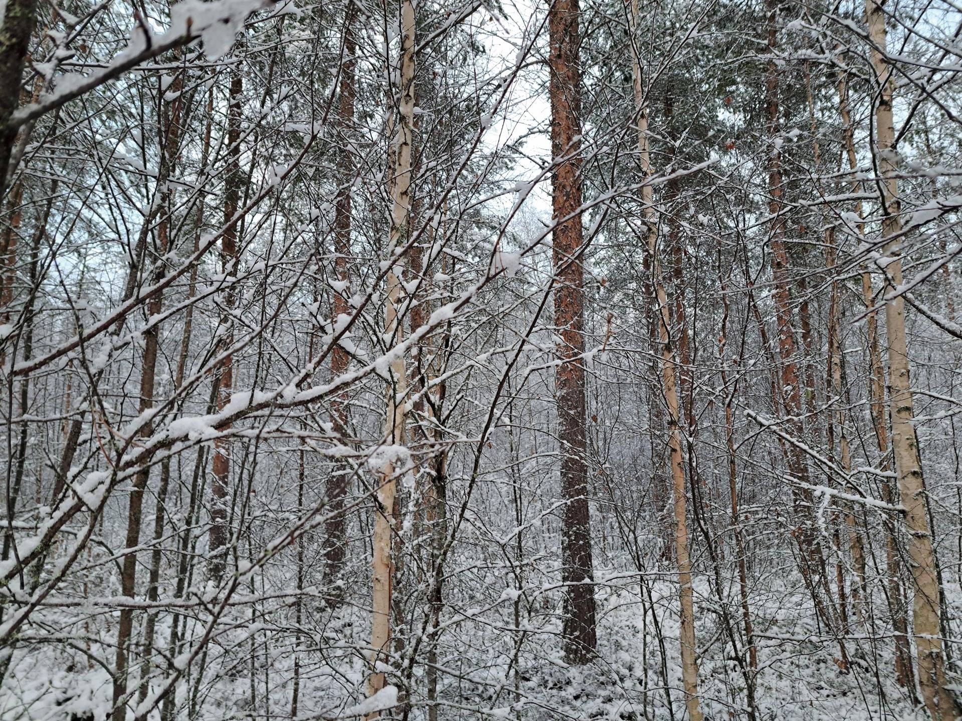 Tulijousi 791-422-8-41 1