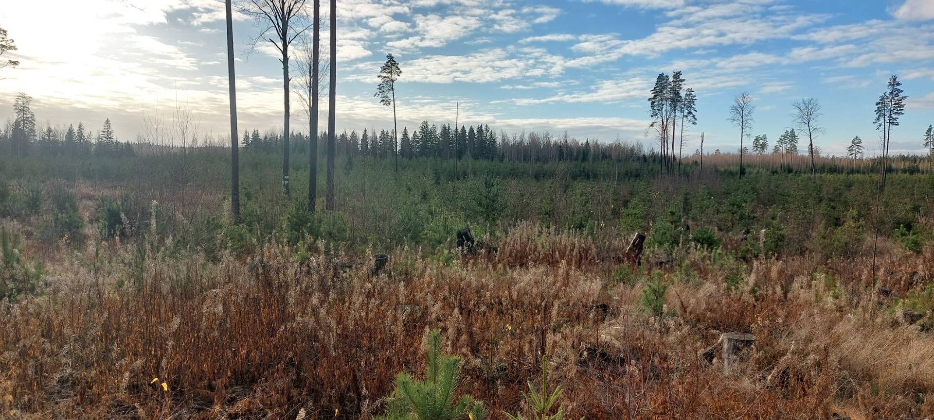 286-457-1-261 Mattila II 1