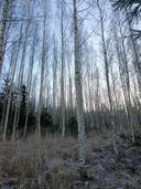 Metsämääräala tilasta Kulmala 1