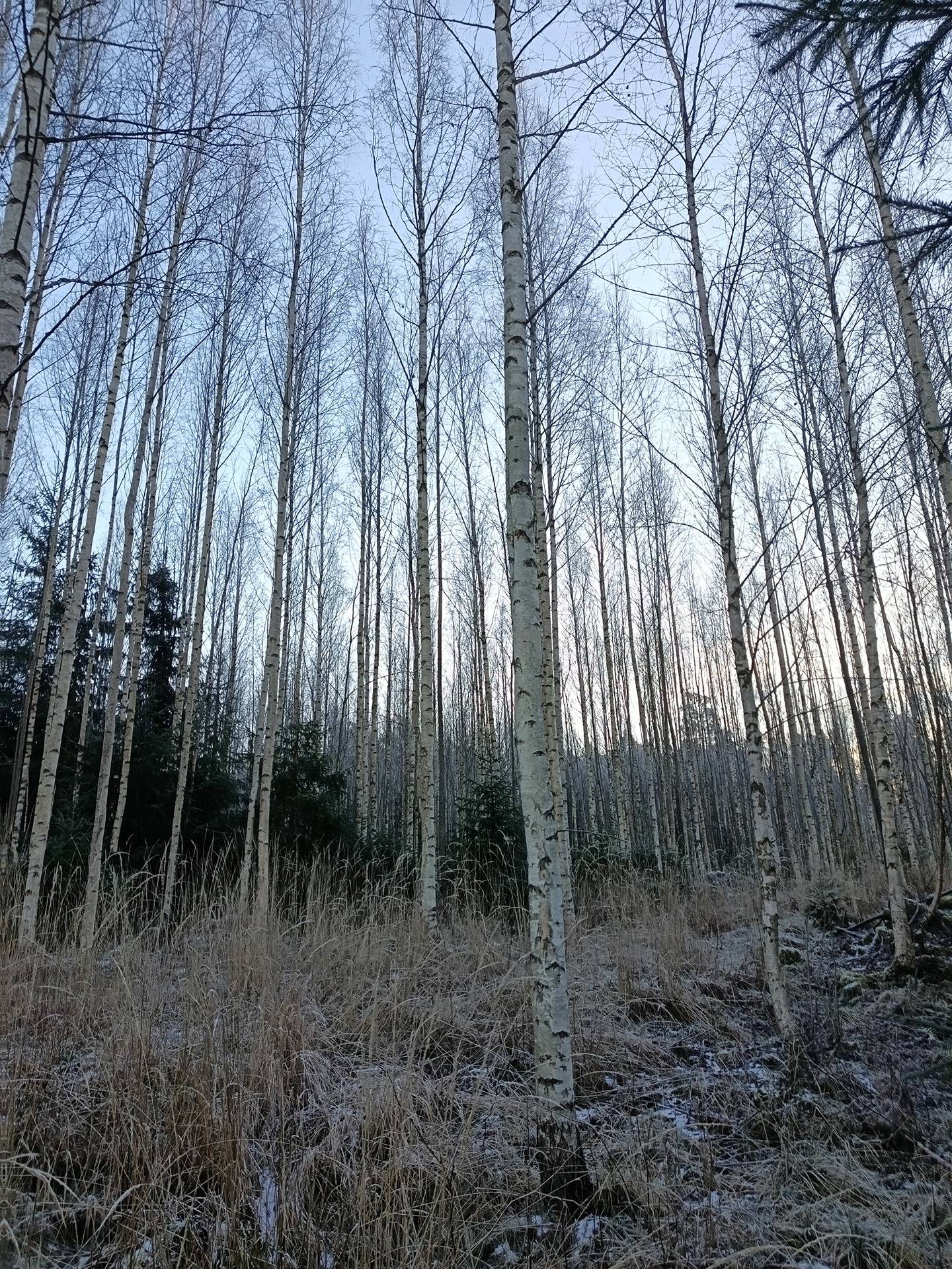 Metsämääräala tilasta Kulmala 1