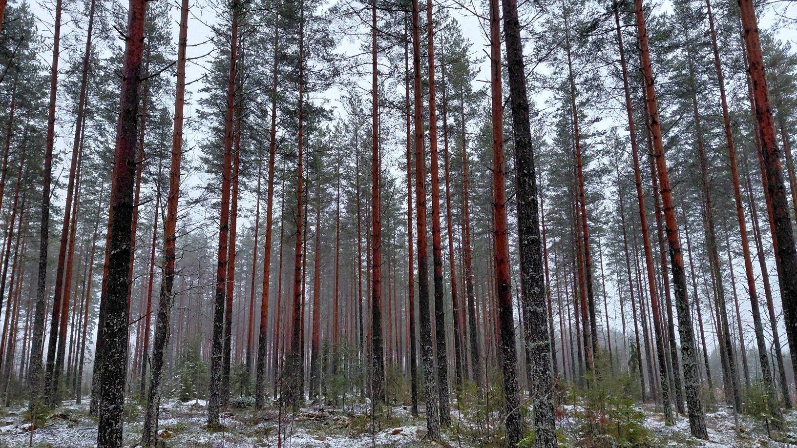 Mäntykangas 213-403-4-28 1