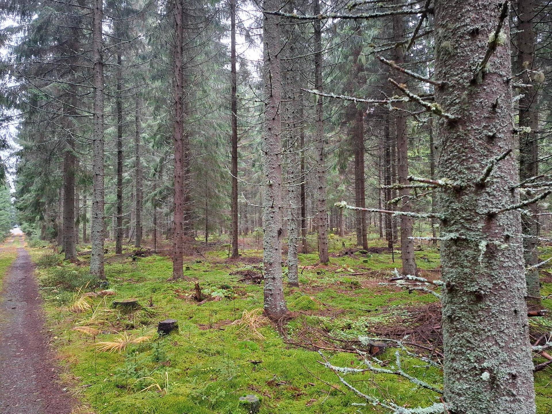 KUUSELA 426-409-40-15, Roukalahti 1