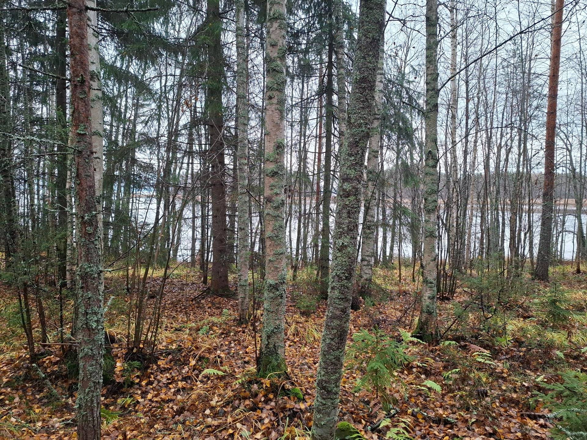 KANKAALA 426-409-12-42 määräala, Roukalahti 1