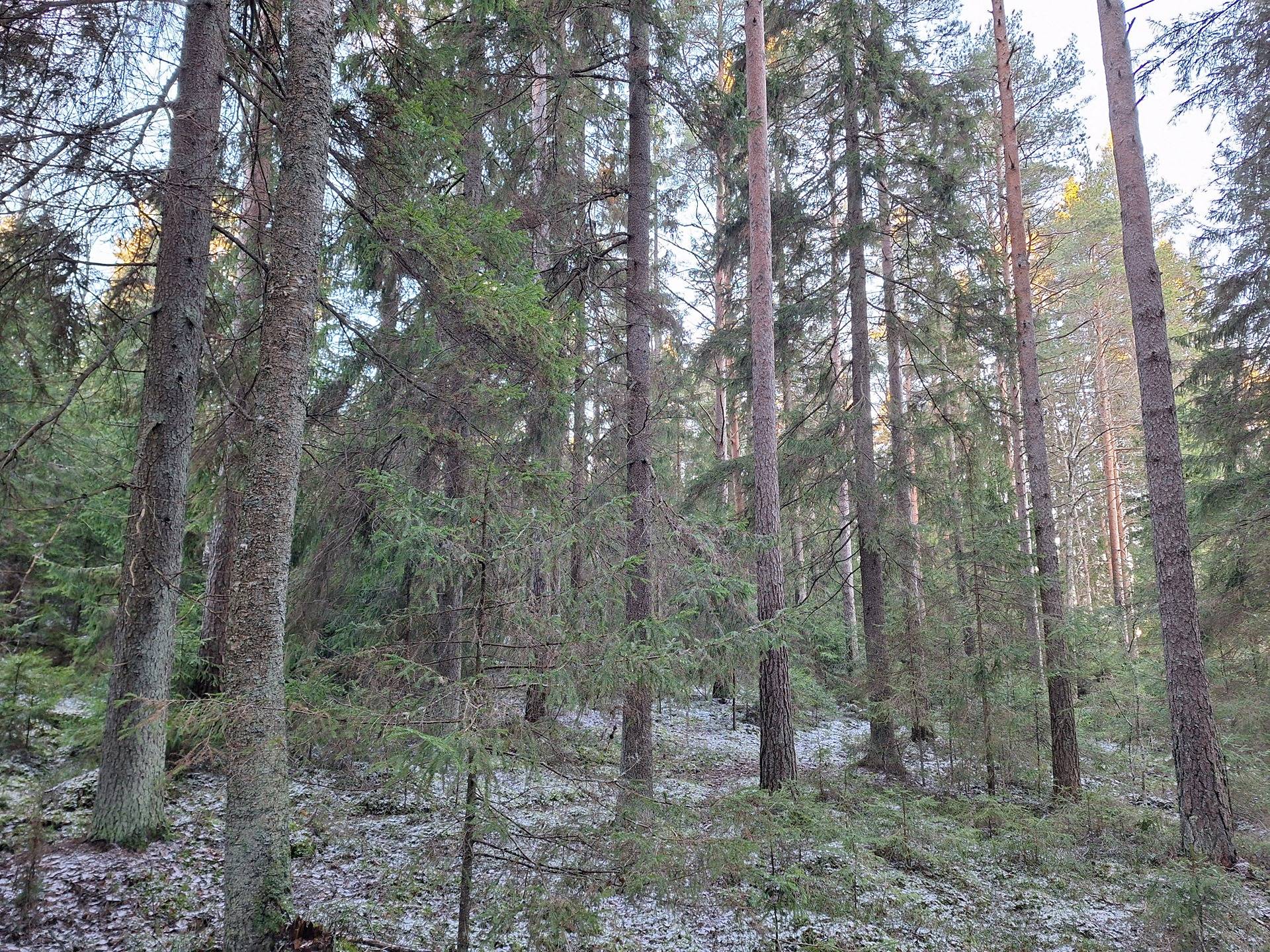 Metsätilat Kiviranta 6-66 ja Kotkavuori 2-33 1